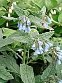 SYMPHYTUM GRANDIFLORUM HIDCOTE BLUE