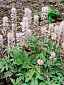 TIARELLA NINJA