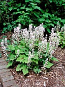 TIARELLA PIRATES PATCH