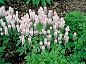 TIARELLA SPRING SYMPHONY