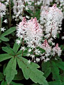 TIARELLA SPRING SYMPHONY