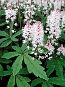 TIARELLA SPRING SYMPHONY