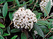 VIBURNUM PRAGENSE