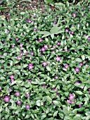 VINCA MINOR ATROPURPUREA