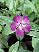 VINCA MINOR ATROPURPUREA