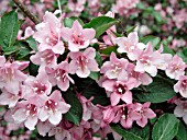 WEIGELA FLORIDA PINK DELIGHT