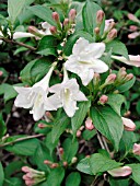 WEIGELA FLORIDA WHITE KNIGHT