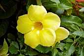 ALLAMANDA CATHARTICA