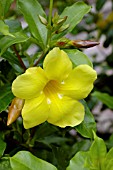 ALLAMANDA CATHARTICA