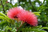 CALLIANDRA HAEMATOCEPHALA