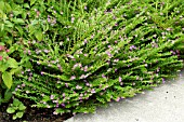 CUPHEA HYSSOPIFOLIA