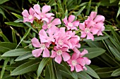 NERIUM OLEANDER PINK