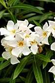 NERIUM OLEANDER WHITE