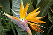 STRELITZIA REGINAE