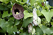 ARISTOLOCHIA TRILOBATA