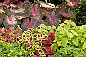 SHADE GARDEN CALADIUM, COLEUS, MELAMPODIUM