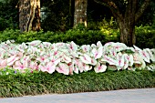 CALADIUM WHITE QUEEN
