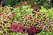 COLEUS MIX