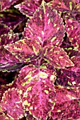 COLEUS SHOW AND TELL