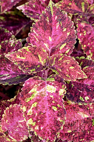 COLEUS_SHOW_AND_TELL
