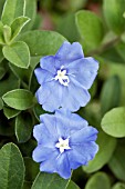 EVOLVULUS PILOSUS BLUE DAZE