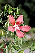 HIBISCUS COCCINEUS