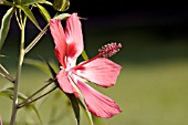 HIBISCUS COCCINEUS