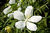 HIBISCUS COCCINEUS ALBA