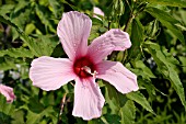 HIBISCUS MOSCHEUTOS PINK