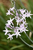 TULBAGHIA VIOLACEA