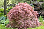 ACER PALMATUM DISSECTUM GARNET