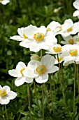 ANEMONE SYLVESTRIS