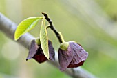 ASIMINA TRILOBA PROLIFIC, (PAWPAW)