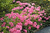 AZALEA ROSY LIGHTS