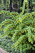 BERBERIS EMERALD CAROUSEL