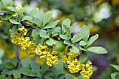 BERBERIS EMERALD CAROUSEL