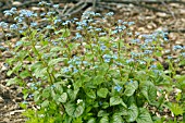 BRUNNERA MACROPHYLLA JACK FROST