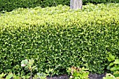 BUXUS CHICAGOLAND GREEN