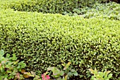 BUXUS CHICAGOLAND GREEN