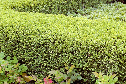 BUXUS_CHICAGOLAND_GREEN