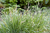 CAREX GLAUCA