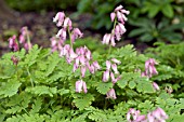 DICENTRA LUXURIANT