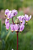 DODECATHEON MEADIA