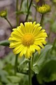 DORONICUM ORIENTALE GOLDCUT