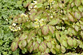 EPIMEDIUM VERSICOLOR SULPHUREUM