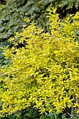 FORSYTHIA GOLD LEAF