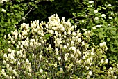 FOTHERGILLA GARDENII