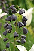 FRITILLARIA PERSICA