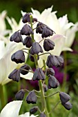 FRITILLARIA PERSICA