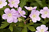 GERANIUM MACULATUM